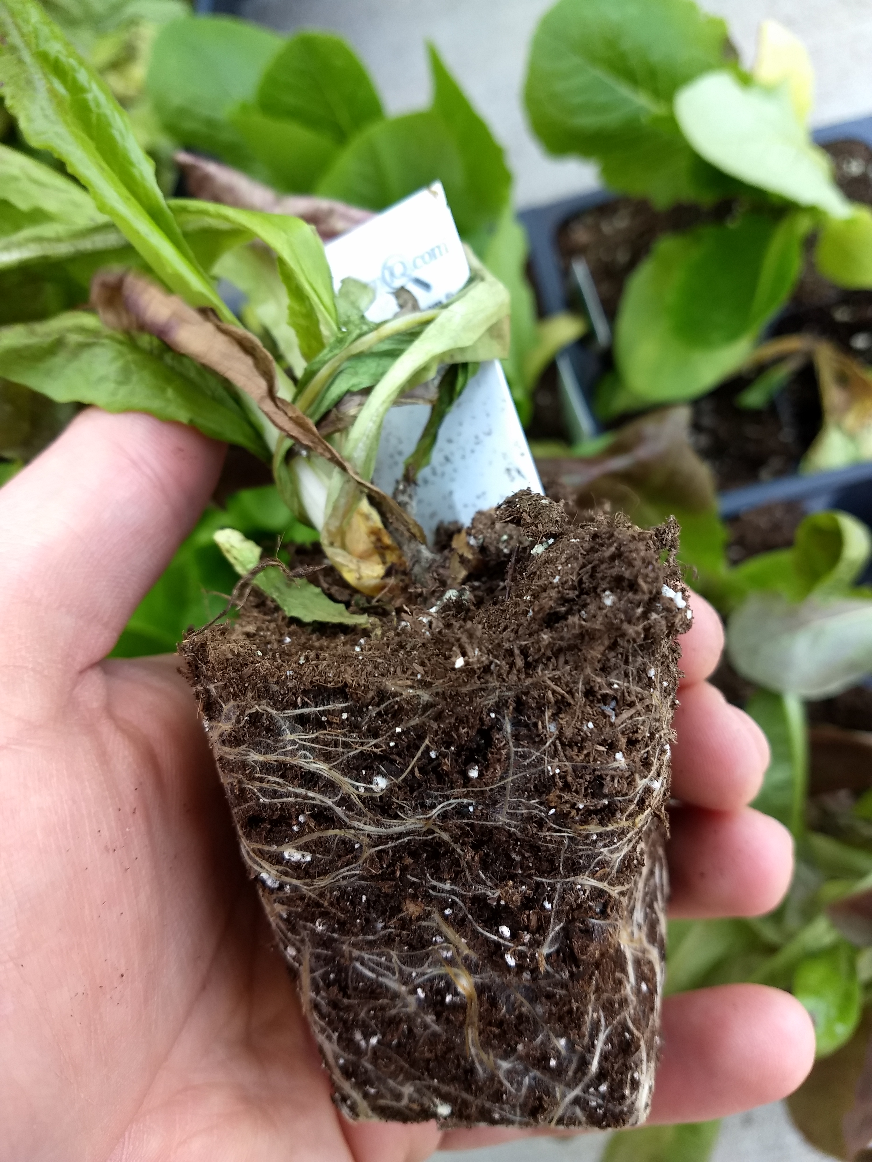 Crown damage from too much water in seed tray